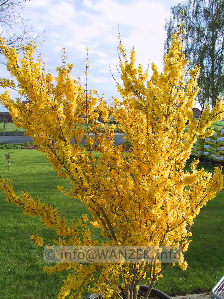 Forsythia intermedia Weekend 02.JPG